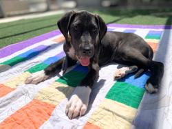 Shelter Stray Female Dog last seen , 957 N Gaffey St, San Pedro, CA 90731, USA