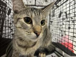 Shelter Stray Female Cat last seen , 957 N Gaffey St, San Pedro, CA 90731, USA