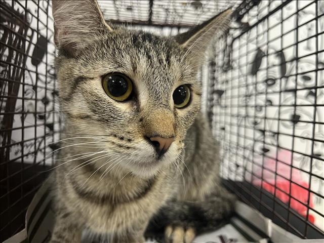 Shelter Stray Female Cat last seen , 957 N Gaffey St, San Pedro, CA 90731, USA