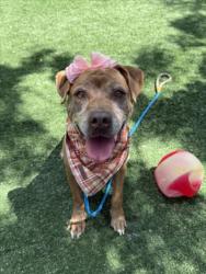 Shelter Stray Female Dog last seen , West Valley Animal Shelter, 20655 Plummer St, Chatsworth, CA 91311, USA