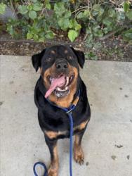 Shelter Stray Male Dog last seen , West Valley Animal Shelter, 20655 Plummer St, Chatsworth, CA 91311, USA