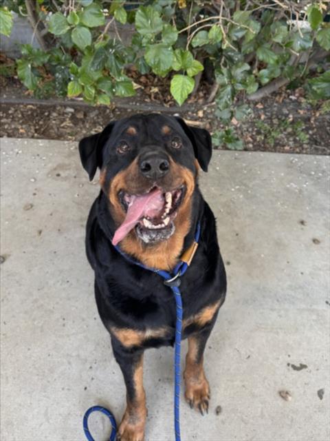 Shelter Stray Male Dog last seen , West Valley Animal Shelter, 20655 Plummer St, Chatsworth, CA 91311, USA