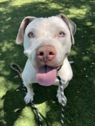 Shelter Stray Female Dog last seen , West Valley Animal Shelter, 20655 Plummer St, Chatsworth, CA 91311, USA