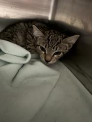 Shelter Stray Male Cat last seen , West Valley Animal Shelter, 20655 Plummer St, Chatsworth, CA 91311, USA
