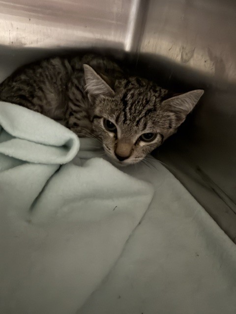Shelter Stray Male Cat last seen , West Valley Animal Shelter, 20655 Plummer St, Chatsworth, CA 91311, USA