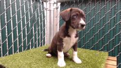Shelter Stray Female Dog last seen , 11258 Garfield Ave, Downey, CA 90242, USA