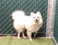 Shelter Stray Male Dog last seen , 11258 Garfield Ave, Downey, CA 90242, USA
