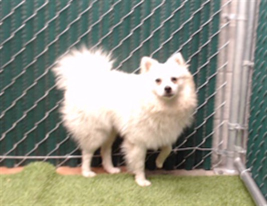 Shelter Stray Male Dog last seen , 11258 Garfield Ave, Downey, CA 90242, USA