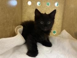 Shelter Stray Male Cat last seen Near BLOCK W 5TH AVE, SUN VALLEY NV 89433, 2825 Longley Ln Suite A, Reno, NV 89502, USA