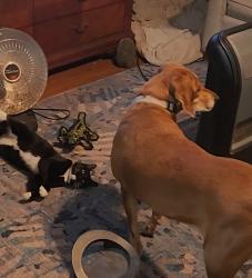 Reunited Female Dog last seen Near S. Monterey St, Mobile, AL 36604