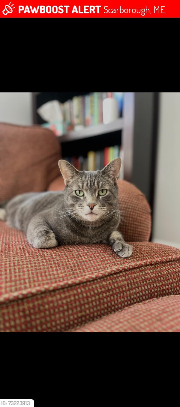 Lost Male Cat last seen Lillian Way, Scarborough, ME 04074
