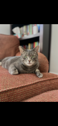 Lost Male Cat last seen Lillian Way, Scarborough, ME 04074