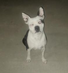Reunited Male Dog last seen Lower Azusa and Peck Rd, El Monte, CA 91732