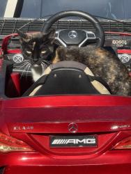 Lost Female Cat last seen Chickasaw trails, Orlando, FL 32829