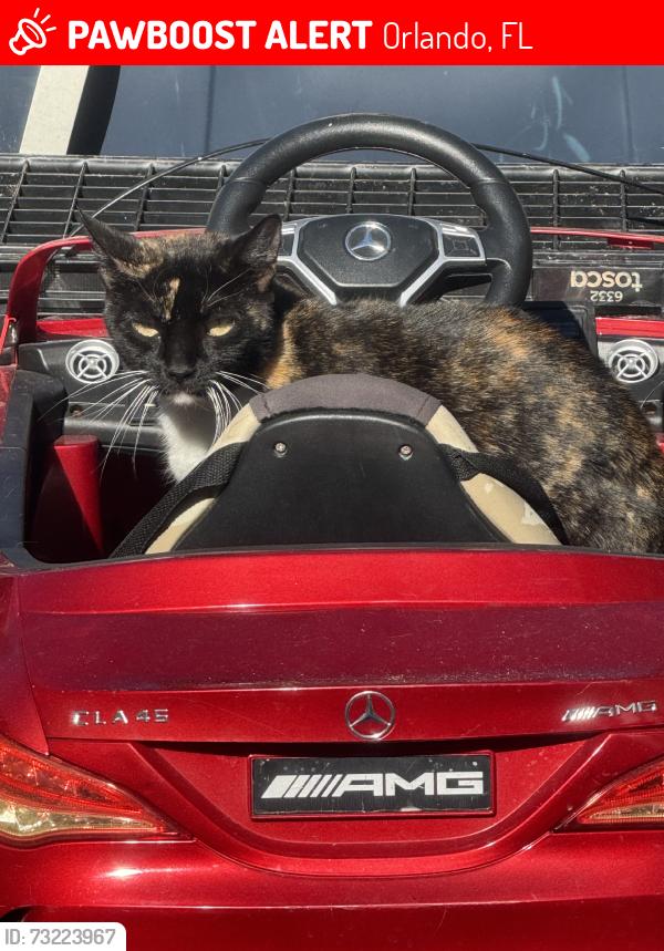 Lost Female Cat last seen Chickasaw trails, Orlando, FL 32829