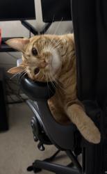 Lost Male Cat last seen Chino ave and norton, Chino, CA 91710