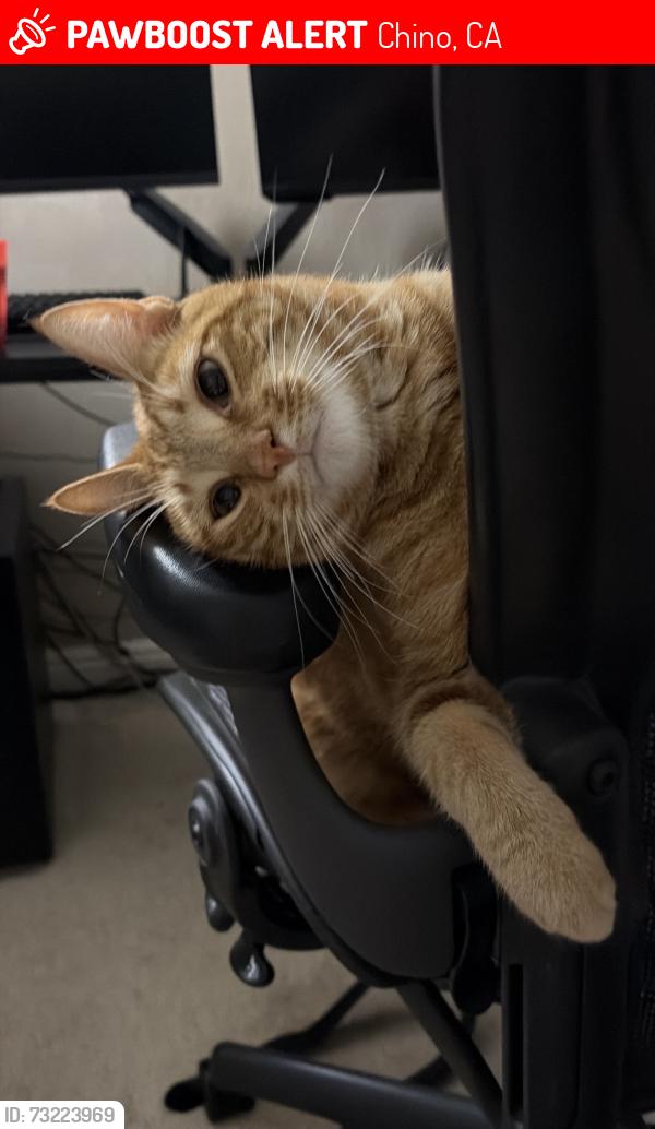 Lost Male Cat last seen Chino ave and norton, Chino, CA 91710