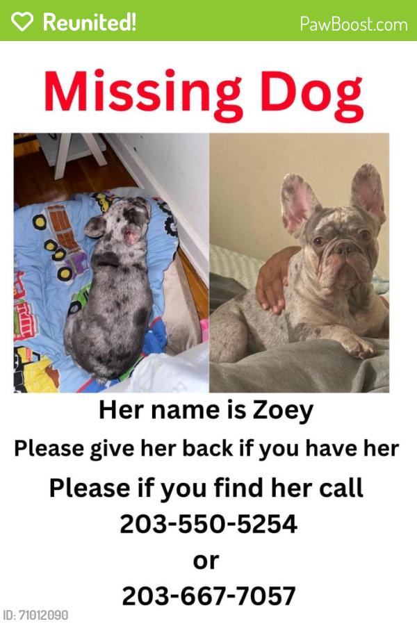 Reunited Female Dog last seen Winchester ave, New Haven, CT 06511