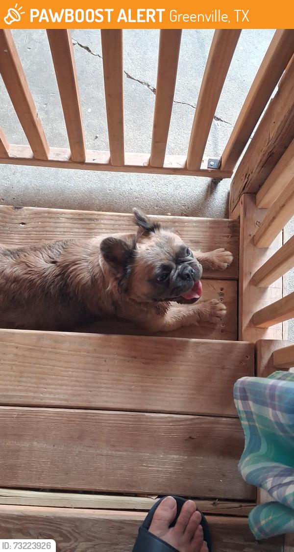 Found/Stray Female Dog last seen near Carver Elementary school, Greenville, TX 75401
