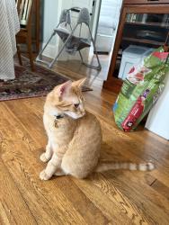Lost Male Cat last seen Linwood and Grotto, Saint Paul, MN 55105
