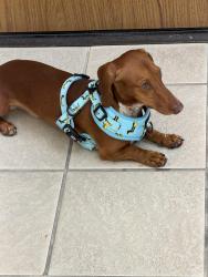 Reunited Male Dog last seen Near Beach Blvd Buena Park 90621, Buena Park, CA 90621