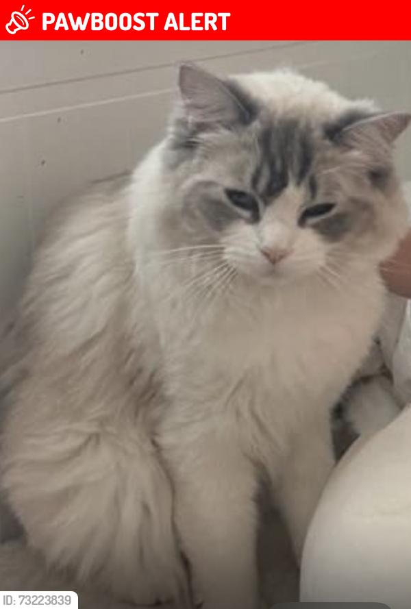 Lost Female Cat last seen Boots pharmacy, Surrey, England GU1 1LP