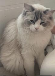 Lost Female Cat last seen Boots pharmacy, Surrey, England GU1 1LP