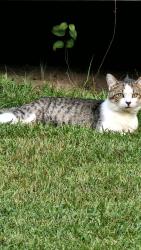 Reunited Male Cat last seen Rufus Johnson and Chickenfoot, Chicken Foot Rd, NC 28384