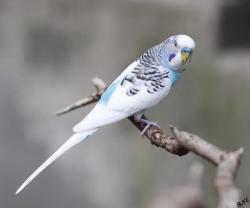 Lost Male Bird last seen adelfa and akley, Lake Elsinore, CA 92530