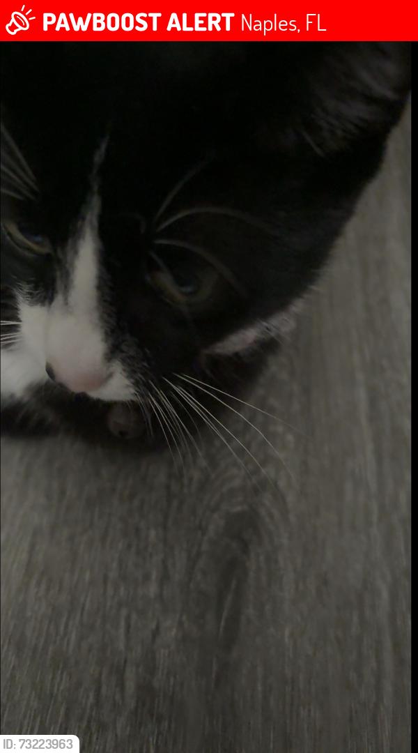 Lost Female Cat last seen 16th pl sw, Naples, FL 34116