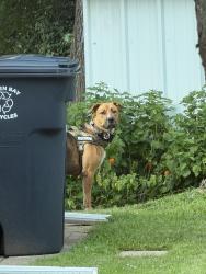 Found/Stray Male Dog last seen Found near the West Side Trail by Redeemer Lutheran, Green Bay, WI 54303