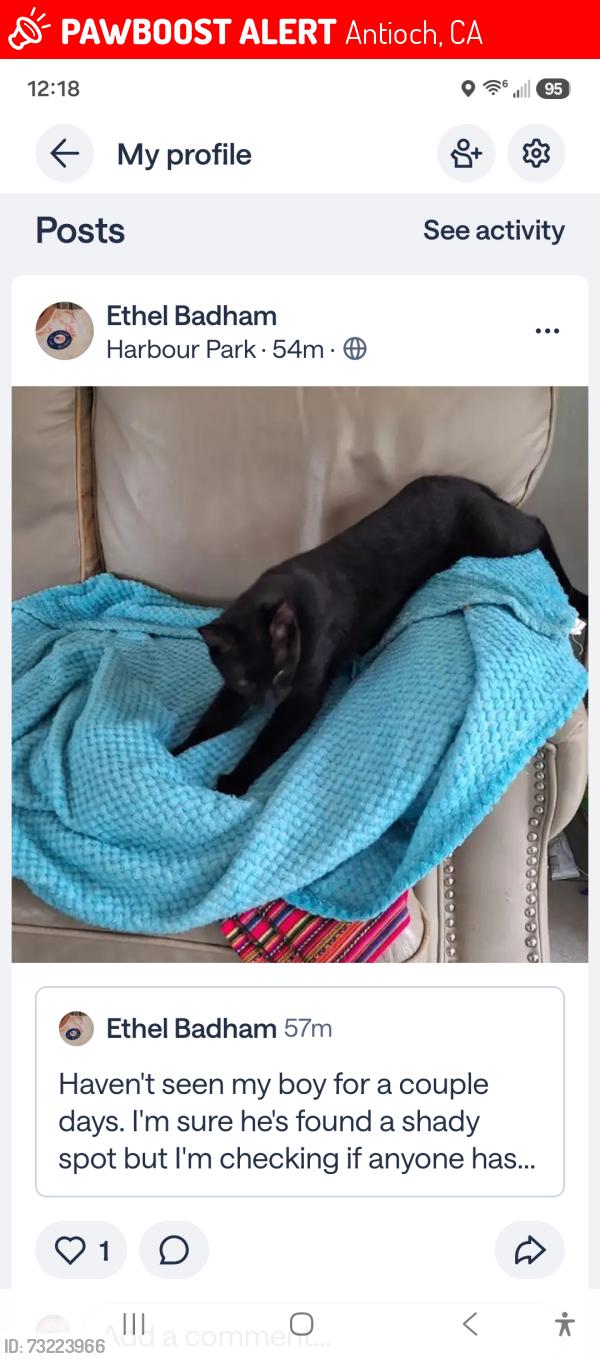 Lost Male Cat last seen Harbor Park, Antioch, CA 94509