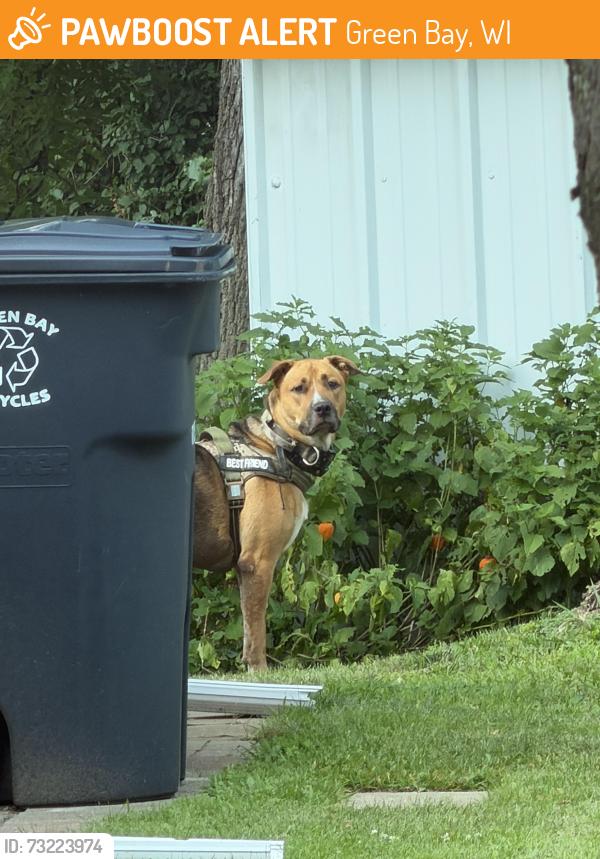 Found/Stray Male Dog last seen Found near the West Side Trail by Redeemer Lutheran, Green Bay, WI 54303