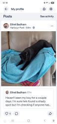 Lost Male Cat last seen Harbor Park, Antioch, CA 94509