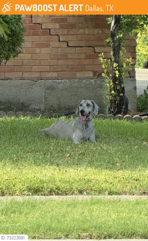 Found/Stray Male Dog last seen Walnut hill /dalecrest, Dallas, TX 75220