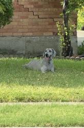 Found/Stray Male Dog last seen Walnut hill /dalecrest, Dallas, TX 75220