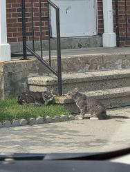 Found/Stray Unknown Cat last seen Godfrey and Main St, Norwalk, CT 06851