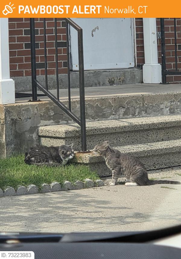 Found/Stray Unknown Cat last seen Godfrey and Main St, Norwalk, CT 06851