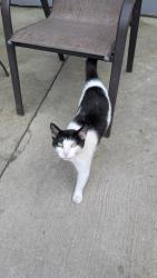 Found/Stray Unknown Cat last seen Division and Springfield, Chicago, IL 60651