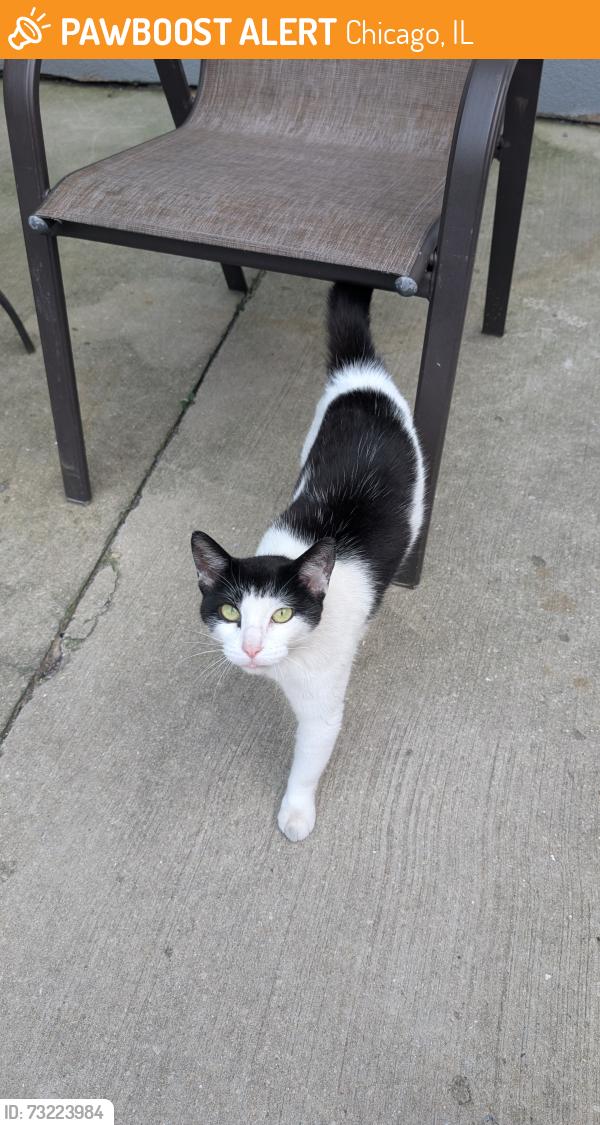 Found/Stray Unknown Cat last seen Division and Springfield, Chicago, IL 60651