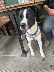 Found/Stray Male Dog last seen Lombard and Alta, Portland, OR 97203
