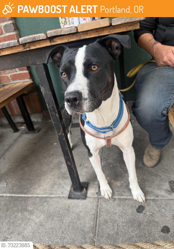 Found/Stray Male Dog last seen Lombard and Alta, Portland, OR 97203
