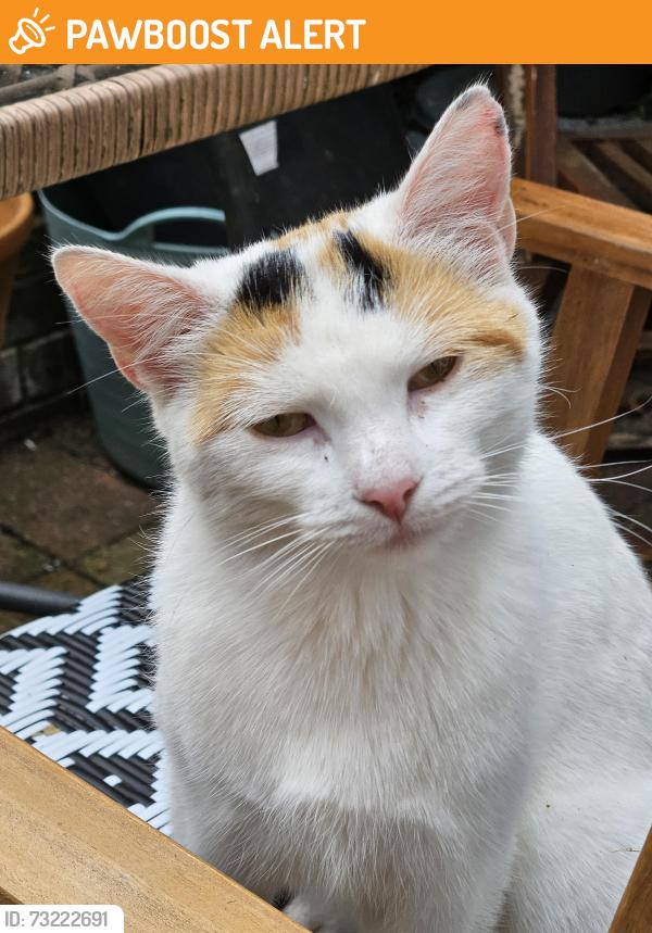 Found/Stray Female Cat last seen Crumpsall Metro, Crumpsall, England M8 5SP
