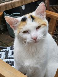 Found/Stray Female Cat last seen Crumpsall Metro, Crumpsall, England M8 5SP