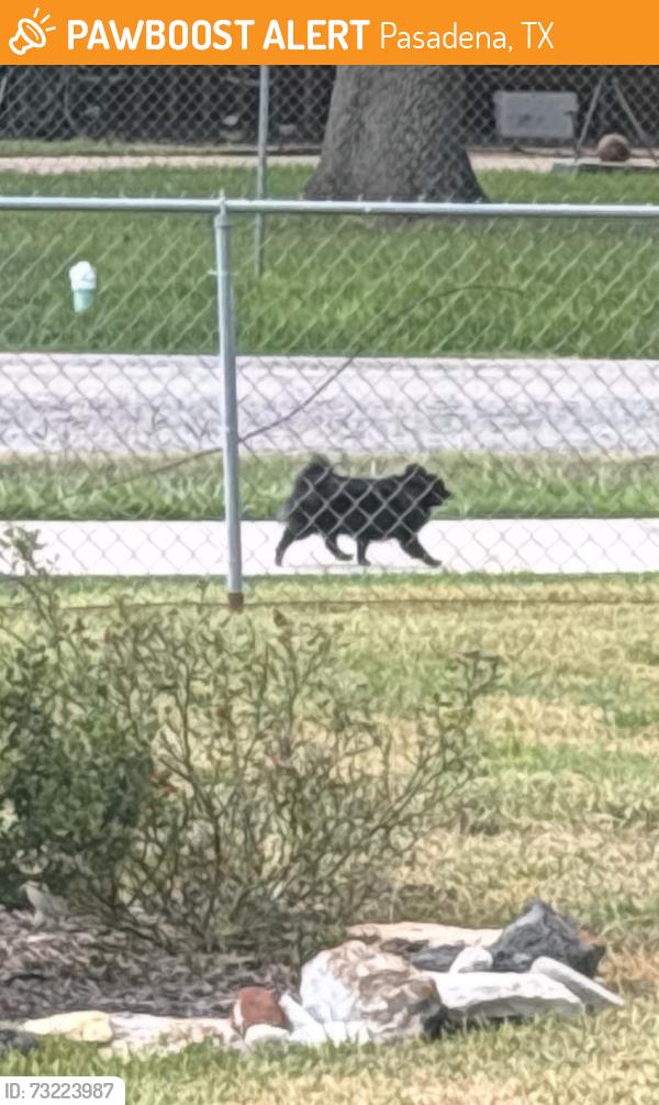 Found/Stray Unknown Dog last seen Primrose drive, Pasadena, TX 77502