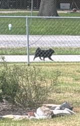 Found/Stray Unknown Dog last seen Primrose drive, Pasadena, TX 77502
