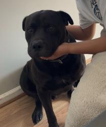 Lost Male Dog last seen Last seen near the Fire Station on County Club near 5 points., Winston-Salem, NC 27104