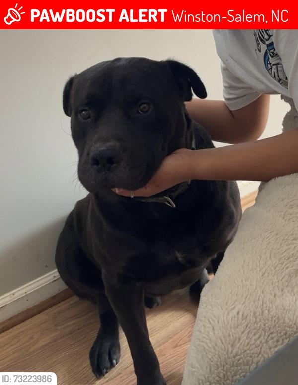 Lost Male Dog last seen Last seen near the Fire Station on County Club near 5 points., Winston-Salem, NC 27104