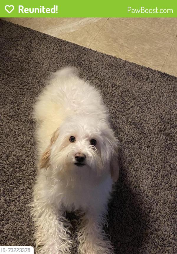 Reunited Male Dog last seen 21st & fernon, Philadelphia, PA 19145