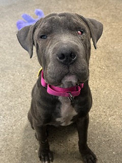 Shelter Stray Female Dog last seen Near E 36, 3rd District, OH, 9203 Detroit Ave, Cleveland, OH 44102, USA